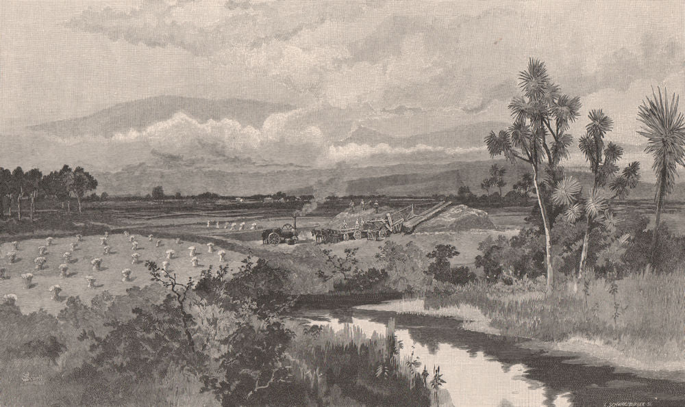 Harvesting on the TAIERA PLAIN. New Zealand 1888 old antique print picture